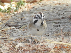 Chondestes grammacus