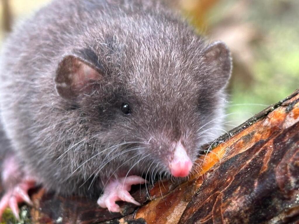 Silky Shrew Opossum