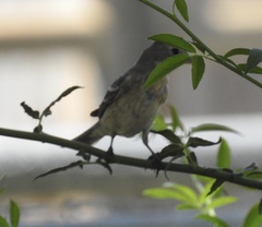 Spinus psaltria