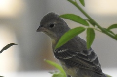 Spinus psaltria