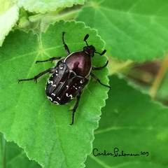 Euphoria leucographa