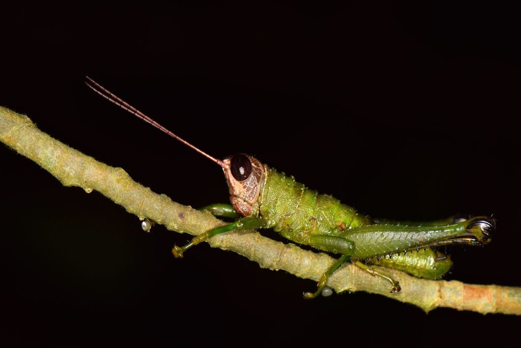 Hisychius