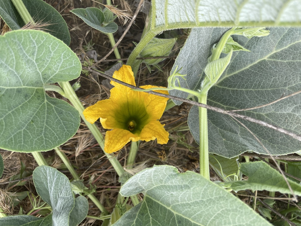 Cucurbita