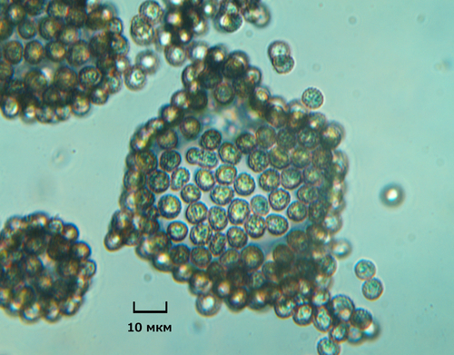 Chickweed Anther Smut