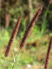 Cenchrus polystachios