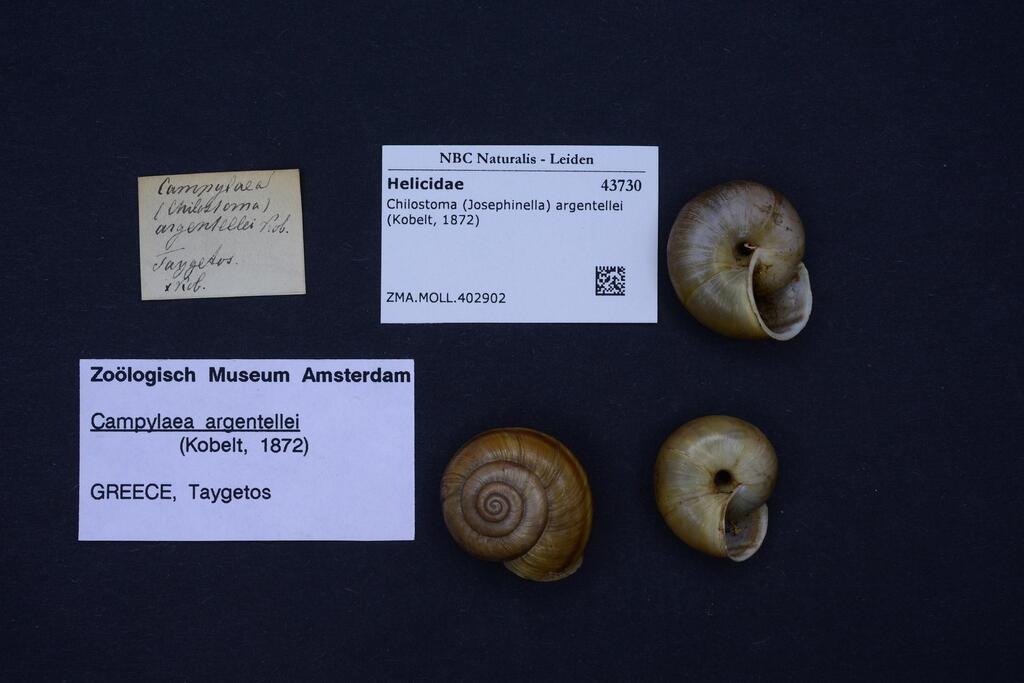 Josephinella argentellei