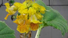 Ibicella lutea