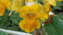 Ibicella lutea