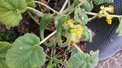 Ibicella lutea