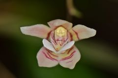 Koellensteinia