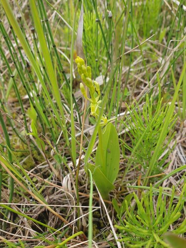 Fen Orchid (Liparis loeselii)