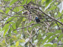 Stilpnia cyanicollis