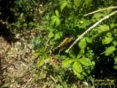 Erythrodiplax fervida