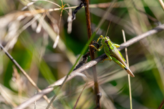 Ognevia longipennis
