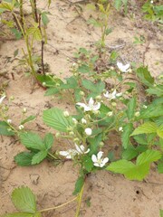 Bristly Blackberry (Rubus setosus)
