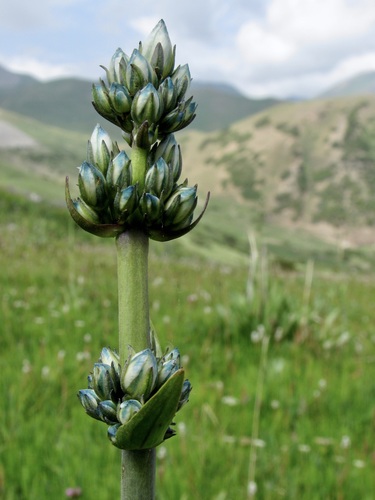 Swertia marginata, photograph 1