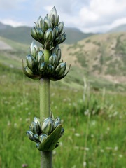 Swertia marginata, photograph Dr. Alexey Yakovlev, CC BY, iNaturalist via GBIF