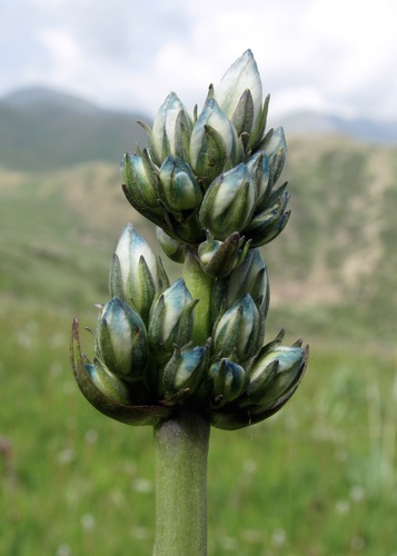 Swertia marginata, photograph 2
