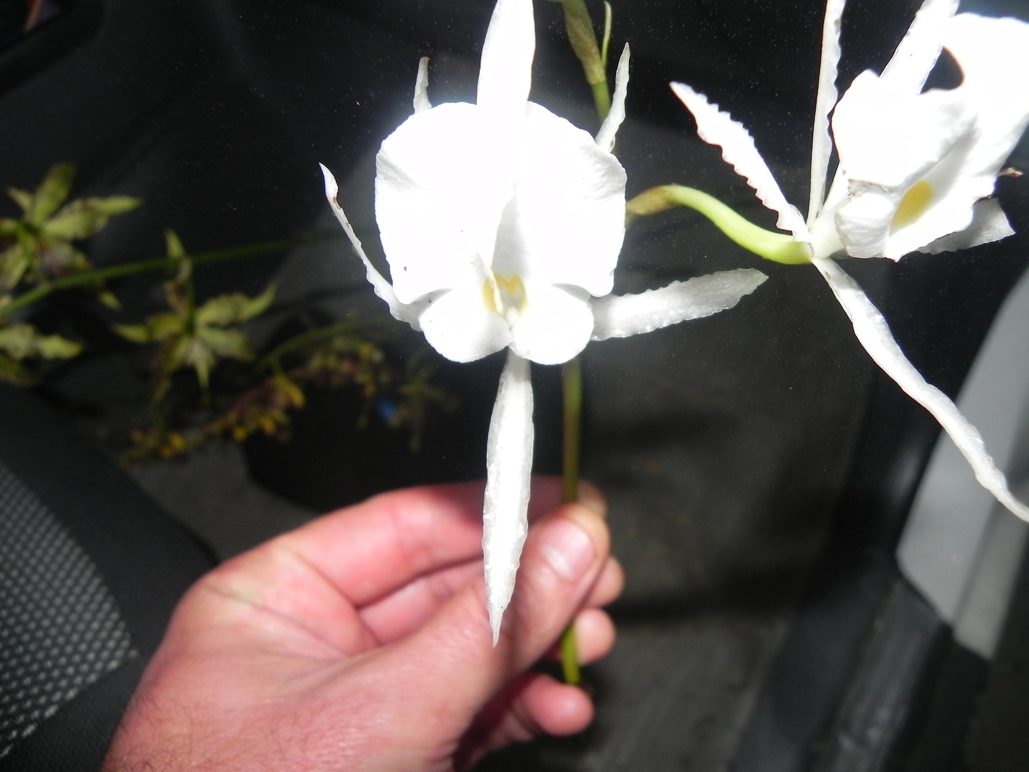 Trichopilia fragrans