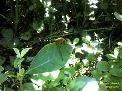 Erythrodiplax fervida