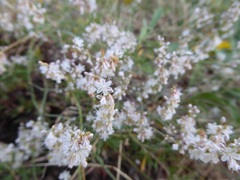 Eriogonum wrightii membranaceum