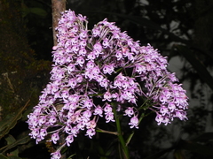 Epidendrum atacazoicum