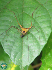 Caelopygus melanocephalus