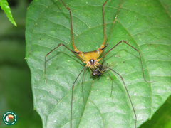 Caelopygus melanocephalus