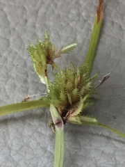 Cyperus squarrosus