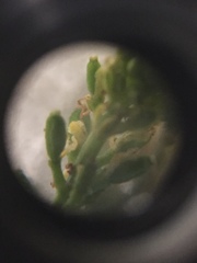 Rorippa sessiliflora