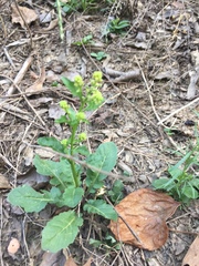 Rorippa sessiliflora