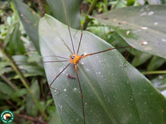 Caelopygus melanocephalus