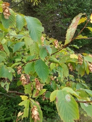 Ostrya virginiana image
