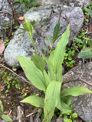 Cypripedium parviflorum