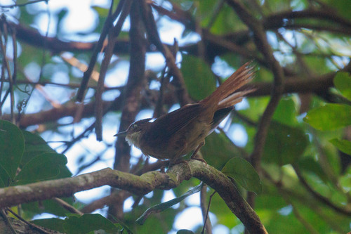 Pernambuco Foliage-gleaner (Automolus lammi), photo 9