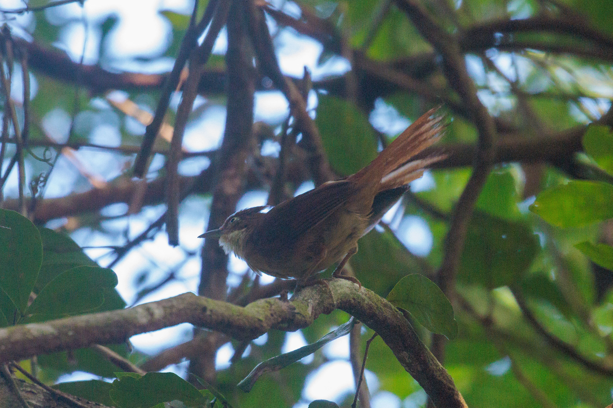 Pernambuco Foliage-gleaner (Automolus lammi), photo 4