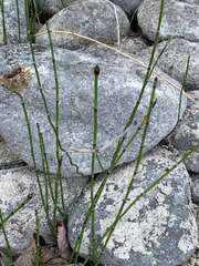 Equisetum variegatum