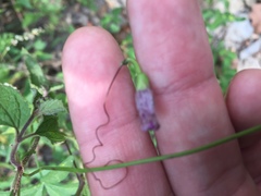 Ipomoea heptaphylla