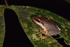 Pristimantis conspicillatus