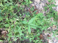 Ipomoea heptaphylla