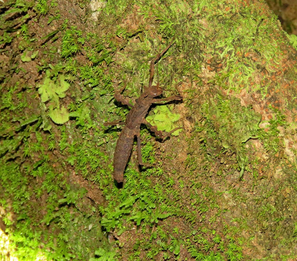 Creoxylus paradoxus