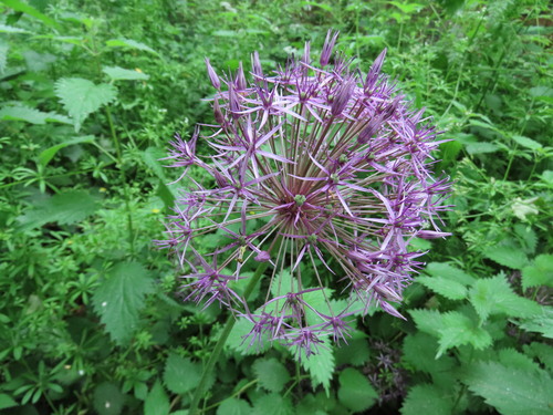 Persian Onion (Allium cristophii)