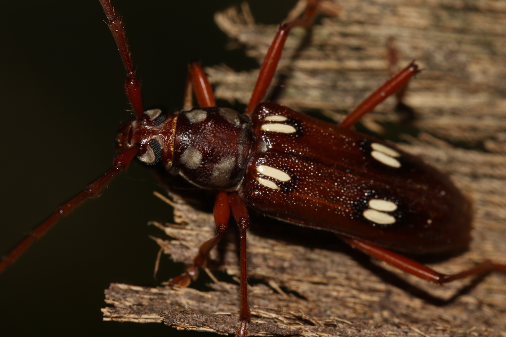 Coeleburia dejeani