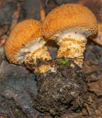 Cystodermella