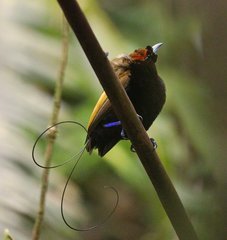 Cicinnurus magnificus