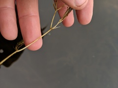 Potamogeton confervoides