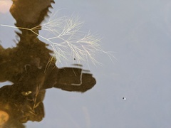 Potamogeton confervoides