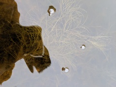Potamogeton confervoides