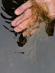 Potamogeton confervoides