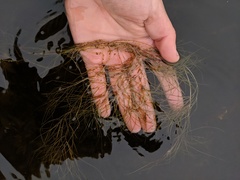 Potamogeton confervoides